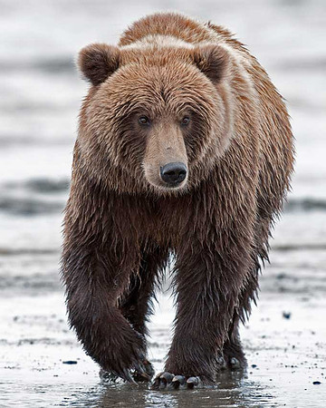 Coastal Brown Bear