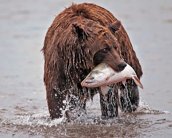 Coastal Brown Bear with Salmon