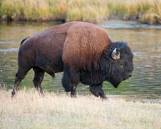 Buffalo along the Madison River