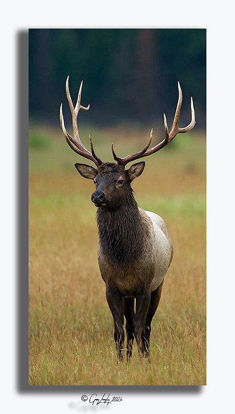 Elk