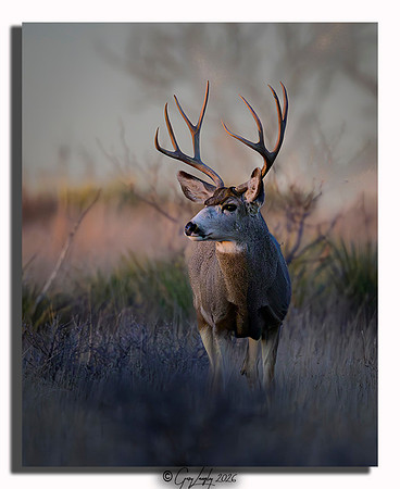 mule deer photography, western wildlife, rocky mountain deer, large antlers, nature art, wildlife print, fine art photography, deer portrait