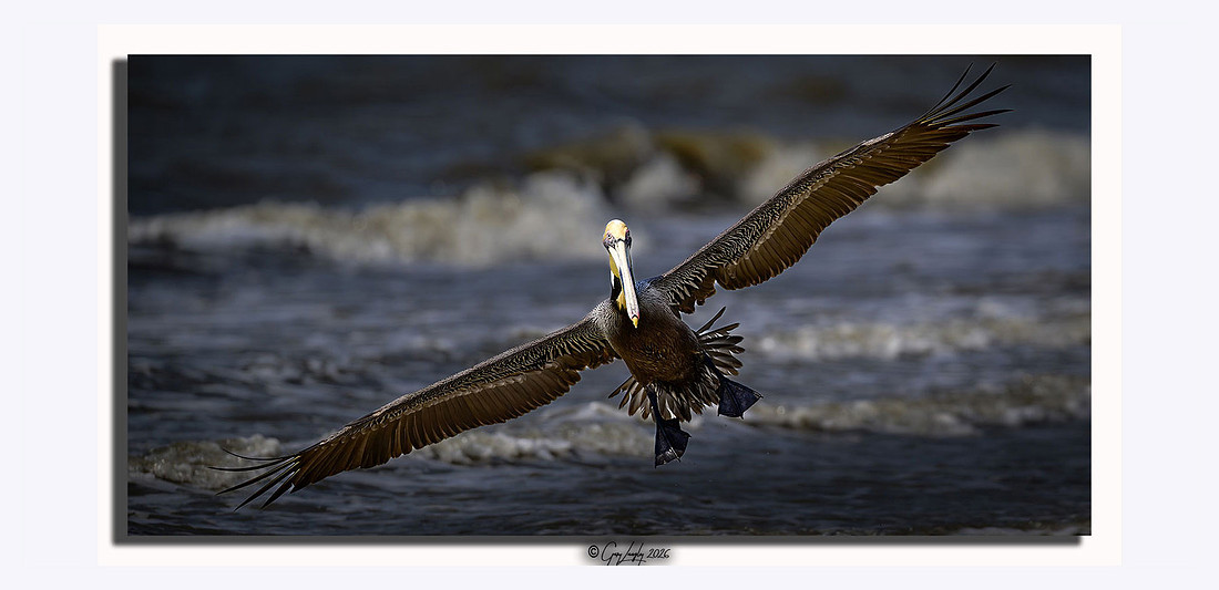 A brown pelican with a wide wingspan flying low over ocean waves on the Texas Gulf Coast.