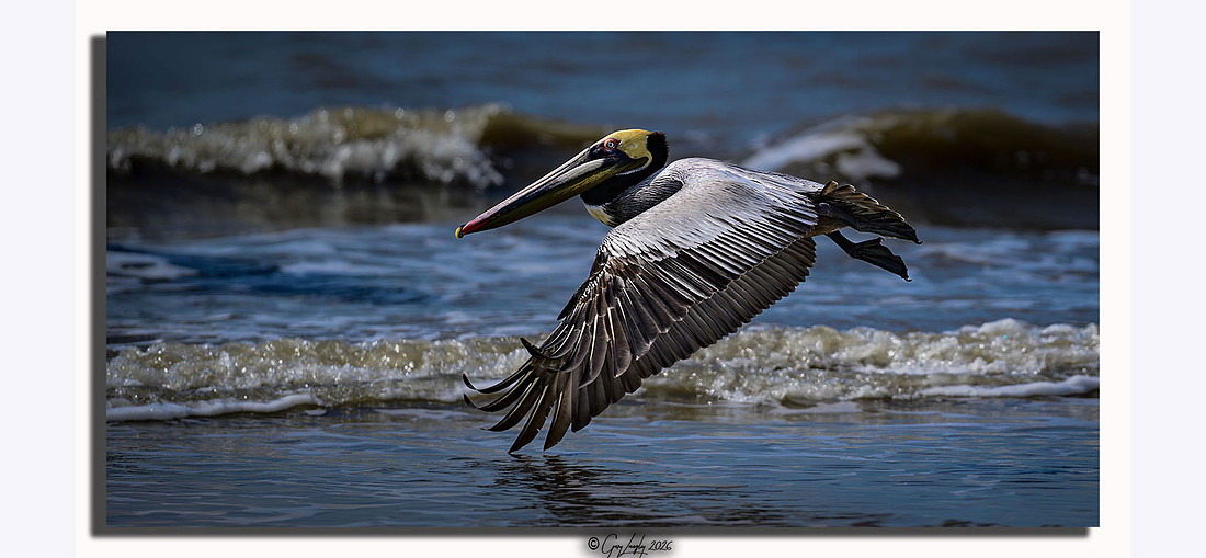 A brown pelican with a wide wingspan flying low over ocean waves on the Texas Gulf Coast.