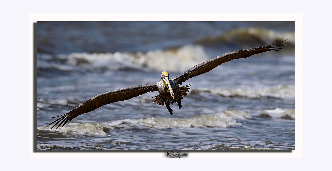 A brown pelican with a wide wingspan flying low over ocean waves on the Texas Gulf Coast.