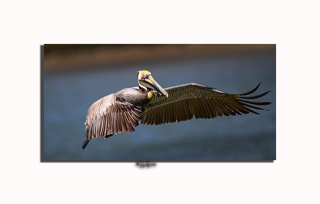 A brown pelican with a wide wingspan flying low over ocean waves on the Texas Gulf Coast.