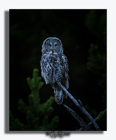 Great Grey Owl