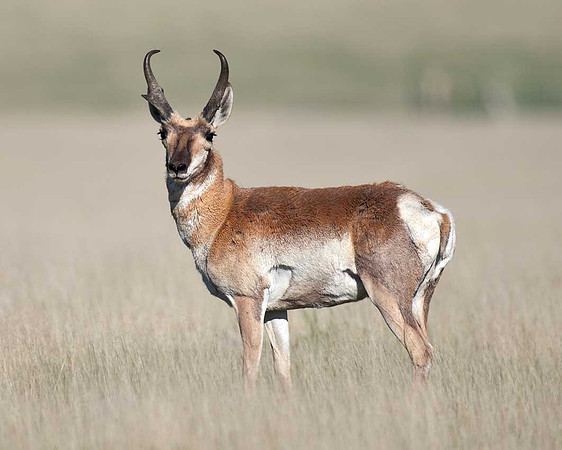 Pronghorn Antelope Buck