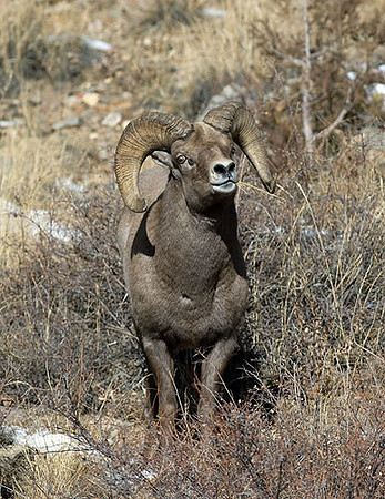 Rocky Mountain Bighorn Sheep