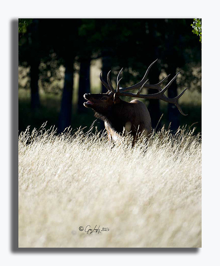 Elk