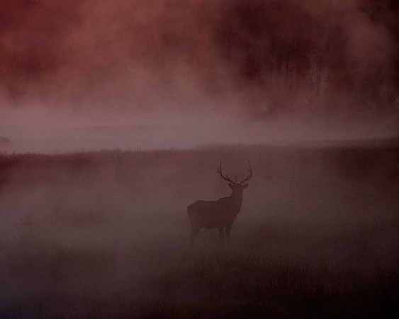 Bull Elk at sunrise on the foggy Madison River