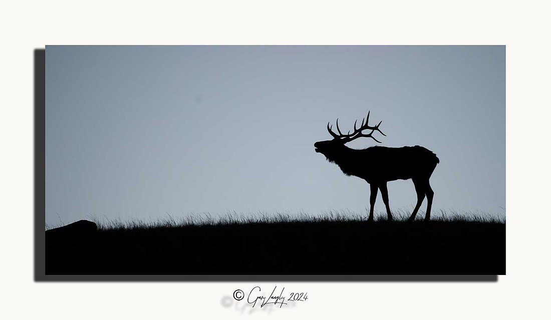 Elk