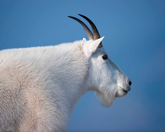 Rocky Mountain Goat
