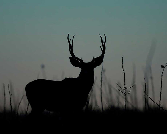 Mule Deer Buck at Sunset