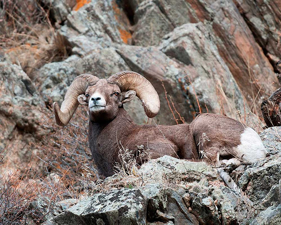 Rocky Mountain Bighorn Sheep