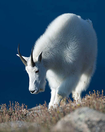 Rocky Mountain Goat on Mt Evans, Colorado