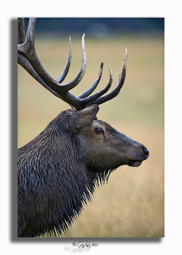 Elk