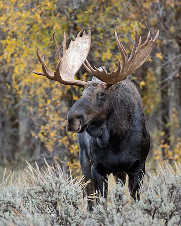 Autumn Bull Moose