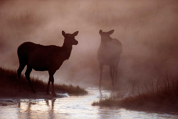 Cow Elk at sunrise on the foggy Madison River