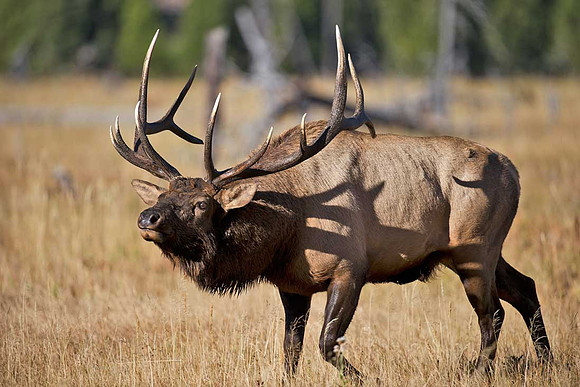 Bull Elk fall Rut