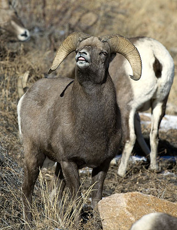 Rocky Mountain Bighorn Sheep